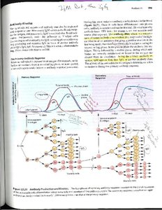 Clonal selection of a B cell