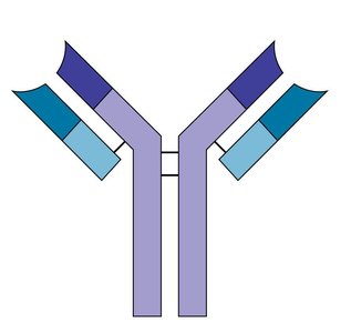 Basic antibody structure