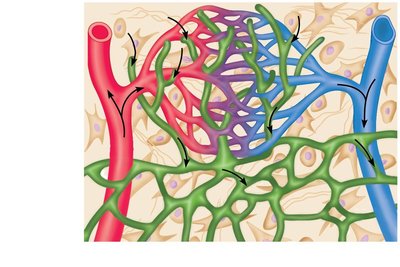 Special structural features of lymphatic capillaries