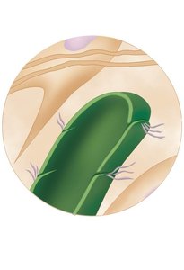 Minivalve structure in lymphatic capillaries