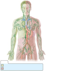 Distribution of lymphatic vessels and lymph nodes