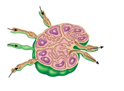 Structure of a lymph node