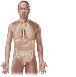 Lymphoid organs