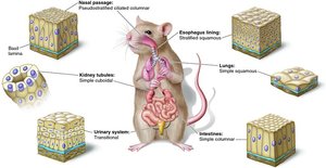 Diagram of epithelial tissue types and their locations in a rodent model
