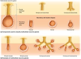 Types of multicellular exocrine glands