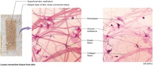 Loose connective tissue