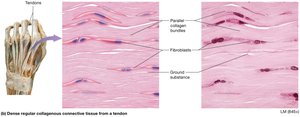 Dense regular connective tissue