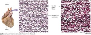 Dense regular elastic connective tissue