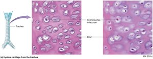 Hyaline cartilage