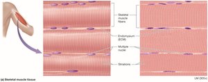 Skeletal muscle tissue