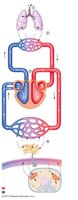 Relationship between external and internal respiration