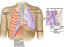 Thoracic cavity and pleura
