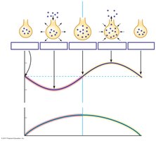 Changes in alveolar pressure and breath volume during inspiration and expiration