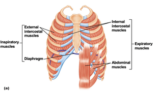 Respiratory muscles: inspiratory and expiratory muscles