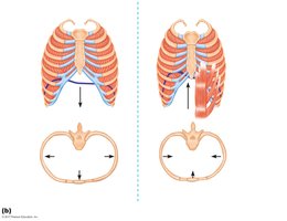 Respiratory muscles during inspiration and expiration