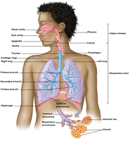 Anatomy of the respiratory system, showing upper airways and respiratory tract