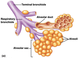 Structure of the respiratory zone: terminal bronchiole, respiratory bronchiole, alveolar duct, alveolar sac, alveoli