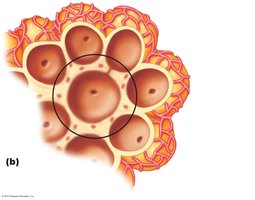 Anatomy of the respiratory zone: alveolar pores and capillary network