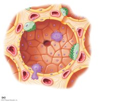Anatomy of the respiratory zone: alveolar pores, capillaries, and cell types