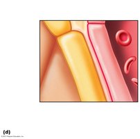 Anatomy of the respiratory zone: respiratory membrane structure