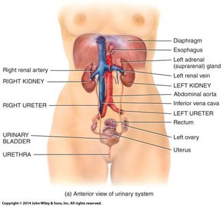 Anterior view of urinary system