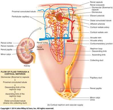 Structure of the nephron and associated blood vessels