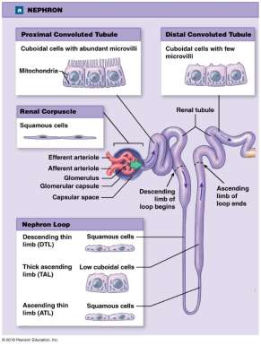 Diagram of nephron processes: filtration, reabsorption, secretion