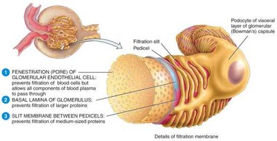 Filtration membrane structure in the glomerulus