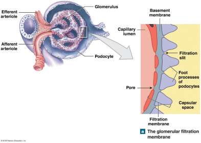 Forces involved in glomerular filtration