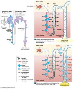 ADH effect on water reabsorption in nephron