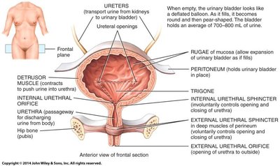 Urinary bladder structure and sphincters