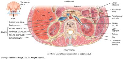 Renal hilum of the kidney
