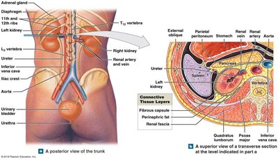Cross-section of kidney showing cortex, medulla, pyramids, and columns