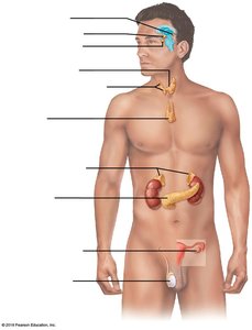 Diagram of major endocrine organs in the human body
