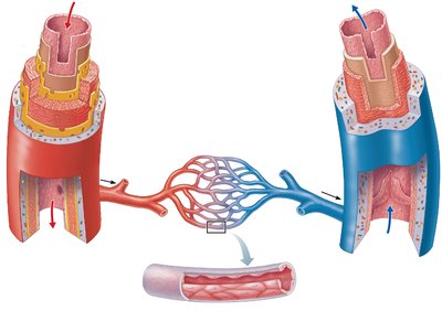Structure of arteries, veins, and capillaries