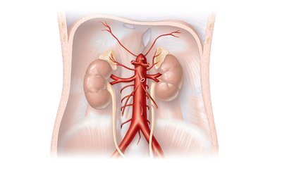 Major branches of the abdominal aorta