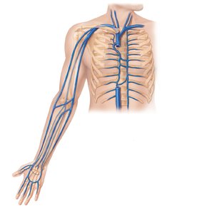 Veins of the thorax and right upper limb