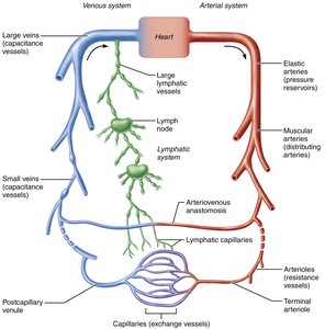 Relationship of blood vessels and lymphatic vessels