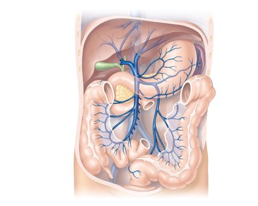 Hepatic portal circulation