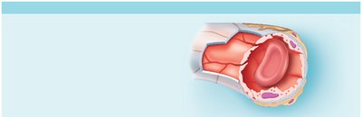Continuous capillary structure