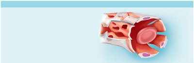 Sinusoidal capillary structure