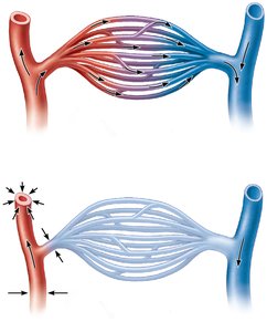 Anatomy of a typical capillary bed