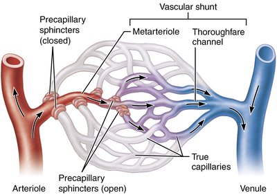 Mesenteric capillary bed anatomy