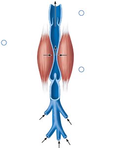 Muscular pump for venous return