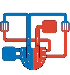 Pulmonary circulation schematic