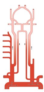 Arteries of the head, neck, and brain