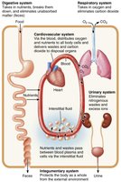 Body systems exchanging matter and energy