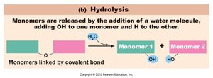 Hydrolysis