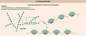 Polysaccharides: glycogen