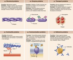 Protein functions